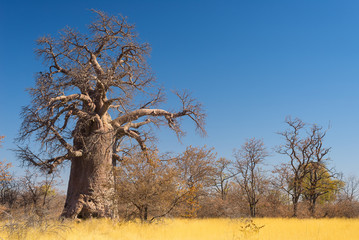 Huge Baobab plant in the african savannah with clear blue sky. Botswana, one of the most attractive...