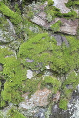 石垣　Japanese stone wall