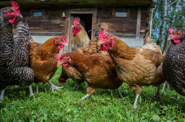 free range chicken farm in a village in Poland