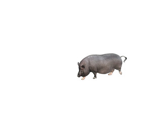 gray pig isolated on white background