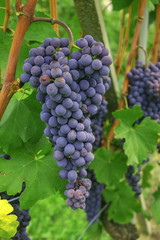 blue grapes for wine