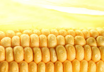 Grains of Ripe Corn with Water Droplets
