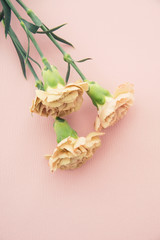 ベージュのカーネーション