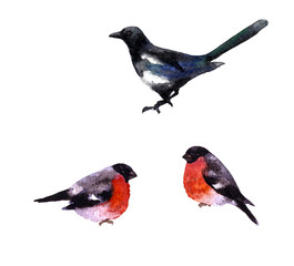Magpie and bullfinches