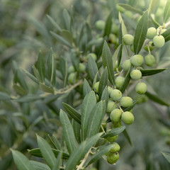 Obraz premium Olives on a branch