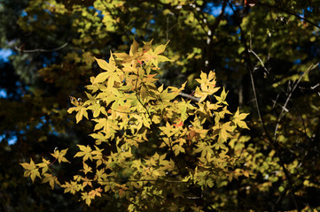 輝く紅葉

