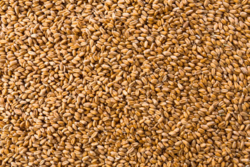 Processed organic wheat grains texture background