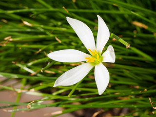 White flowers