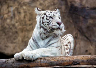 Bengal Tiger - a rare subspecies, is included in the IUCN Red List