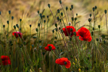 Late summer field