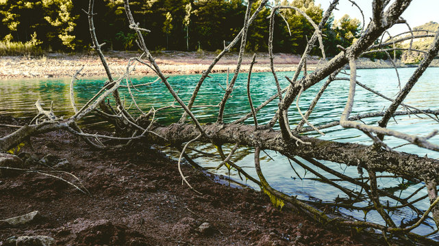 Dead Tree