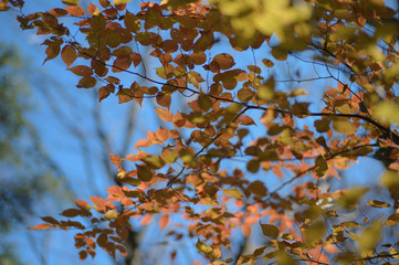 紅葉した葉
