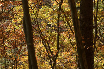 紅葉した森
