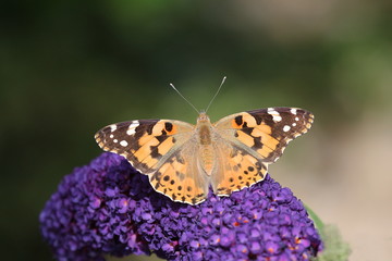 Distelfalter auf Sommerflieder, Schmetterling, Vanessa cardui