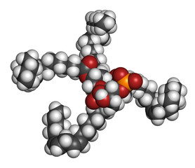 Cardiolipin (tetralinoleoyl cardiolipin) molecule. 