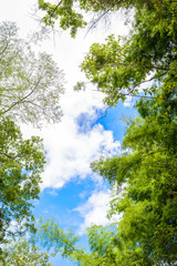 Trees branches on blue sky