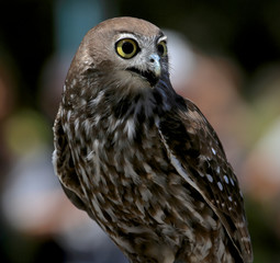 Barking Owl