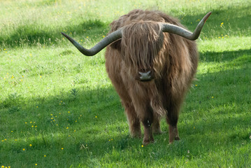 Vache des Highlands