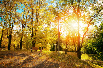 Autumn. Benches in the park on a sunny day