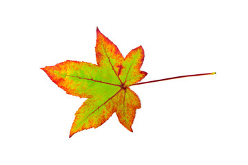 One colorful maple leaf in autumn on white