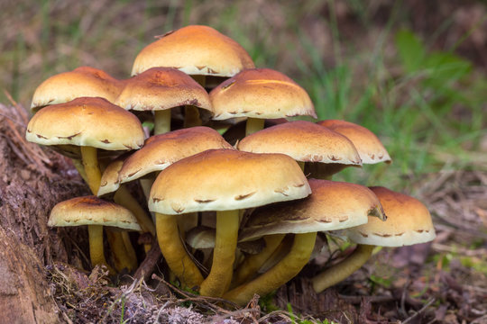 Group brown mushrooms in fall forest