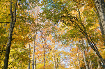 Autumn in Pyrenees
