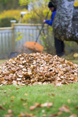 Cleaning up the back yard. It is normal procedure in the autumn time to rake the yard. The focus point is on the pile of leaves. Unidentified woman is in the background out of focus.