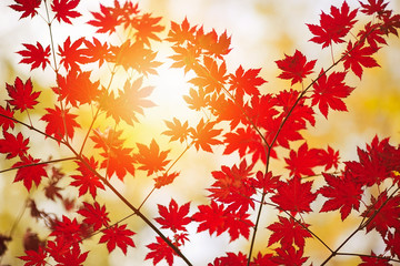 Autumn. A branch of red maple and sunlight.