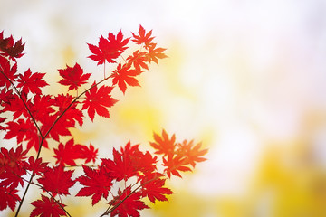 Autumn. A branch of red maple and sunlight.