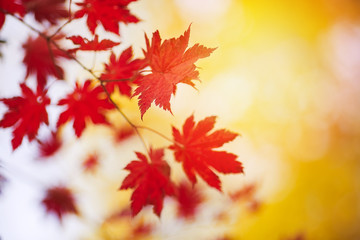 Naklejka na ściany i meble Autumn. A branch of red maple and sunlight.