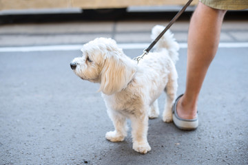White bolognese dog in the street