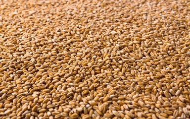 Fototapeten Processed organic wheat grains texture background © Prostock-studio