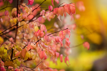 Autumn red leaves on a branch close-up