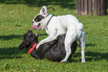 Hunde spielen