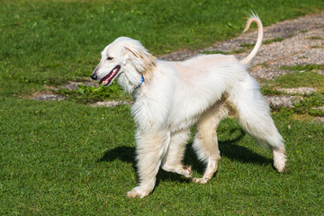 Afghanischer Windhund