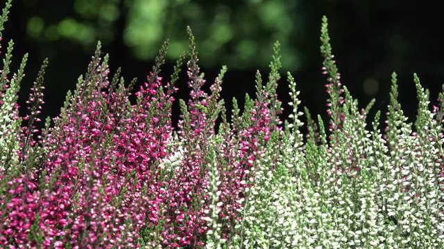 Heather in the nature