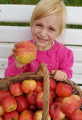 Fototapeta premium Enfant cueillir des pommes dans une ferme à l'automne.