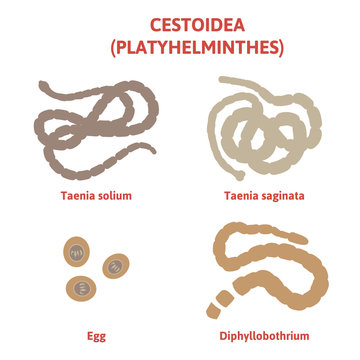 diagram depicting the flatworms