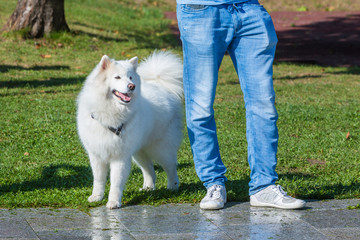 Samojedenhund
