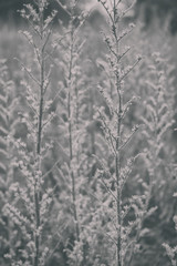 Textura de plantas secas otoñales en grises