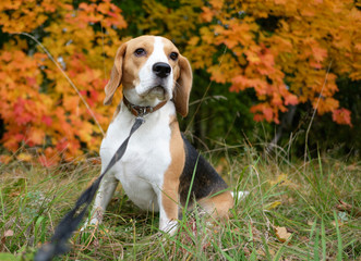 Портрет собаки породы бигль на прогулке на фоне осенних листьев клена 