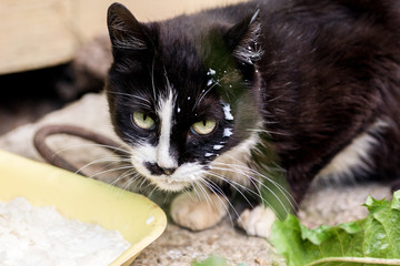 Homeless cat with milk drops on its face