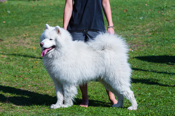 Samojede