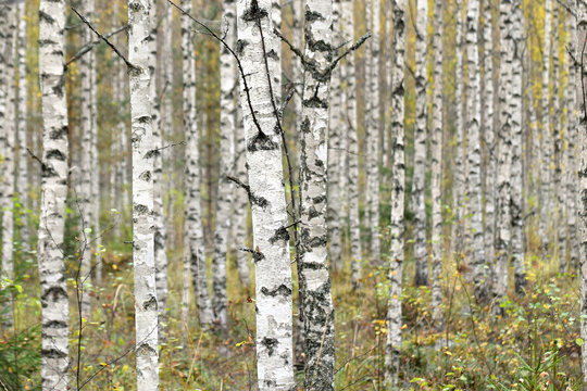 birches in autumn forest