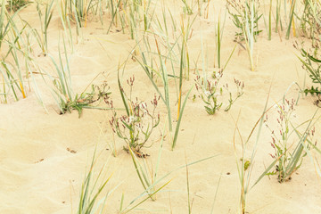 Grass in dunes
