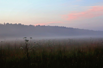 Fog in summer relax field