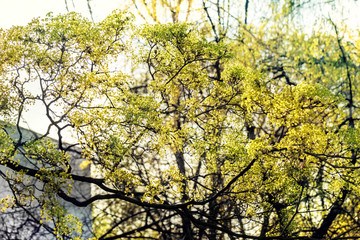 Spring tree branches