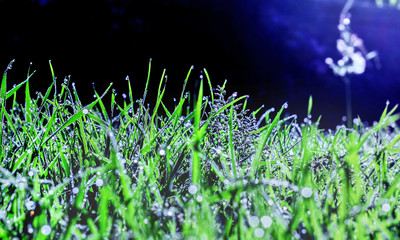 Beauty brilliance dew