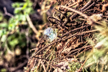 Bubble in nature