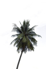 Palm tree in white background with clipping path.